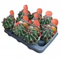 Kaktus (Ferocactus horridus brevispinus) w doniczce ø 10,5 cm