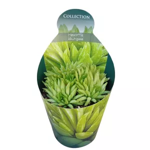 Haworthia (Haworthia kikuhigasa) w doniczce ø 10,5 cm