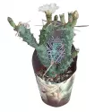 Kaktus (Tephrocactus articulatus syringacanthus) w doniczce ø 10,5 cm