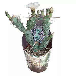 Kaktus (Tephrocactus articulatus syringacanthus) w doniczce ø 10,5 cm