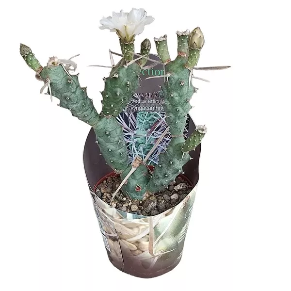 Kaktus (Tephrocactus articulatus syringacanthus) w doniczce ø 10,5 cm