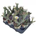 Kaktus (Tephrocactus articulatus syringacanthus) w doniczce ø 10,5 cm