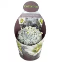 Kaktus (Mammillaria plumosa) w doniczce ø 10,5 cm