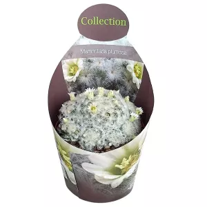 Kaktus (Mammillaria plumosa) w doniczce ø 10,5 cm