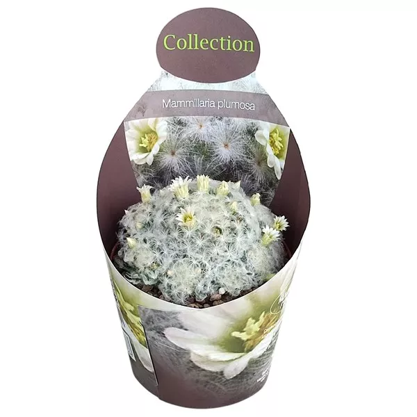 Kaktus (Mammillaria plumosa) w doniczce ø 10,5 cm