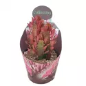Euphorbia (Euphorbia trigona rubra) w doniczce ø 10,5 cm