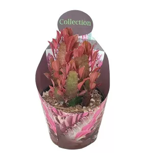 Euphorbia (Euphorbia trigona rubra) w doniczce ø 10,5 cm