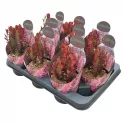 Euphorbia (Euphorbia trigona rubra) w doniczce ø 10,5 cm