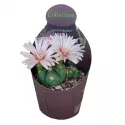 Kaktus (Gymnocalycium horstii) w doniczce ø 10,5 cm
