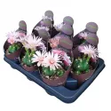 Kaktus (Gymnocalycium horstii) w doniczce ø 10,5 cm