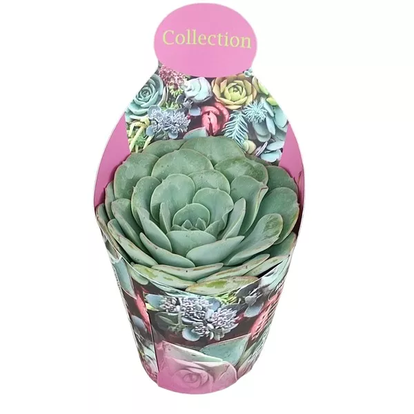 Echeveria (Echeveria atlantis) w doniczce ø 10,5 cm