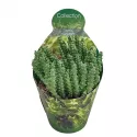 Kaktus (Stapelia desmetiana) w doniczce ø 10,5 cm