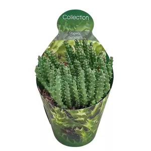 Kaktus (Stapelia desmetiana) w doniczce ø 10,5 cm