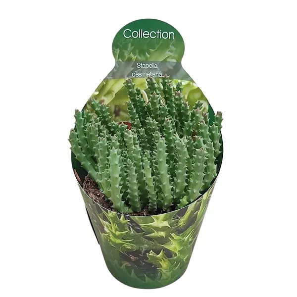 Kaktus (Stapelia desmetiana) w doniczce ø 10,5 cm