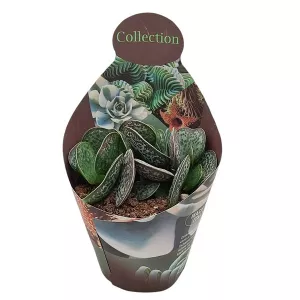 Adromischus (Adromischus rupicola) w doniczce ø 10,5 cm