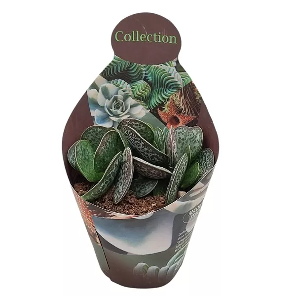 Adromischus (Adromischus rupicola) w doniczce ø 10,5 cm