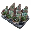 Adromischus (Adromischus rupicola) w doniczce ø 10,5 cm