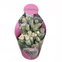 Euphorbia (Euphorbia submammillaris variegata) w doniczce ø 10,5 cm