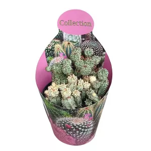 Euphorbia (Euphorbia submammillaris variegata) w doniczce ø 10,5 cm