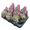 Euphorbia (Euphorbia submammillaris variegata) w doniczce ø 10,5 cm