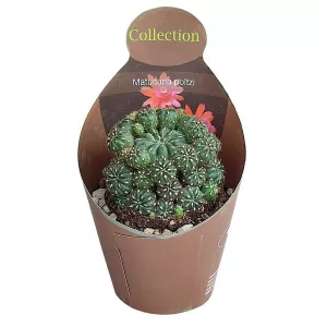 Kaktus (Matucana polzii) w doniczce ø 10,5 cm