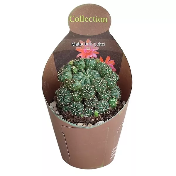 Kaktus (Matucana polzii) w doniczce ø 10,5 cm
