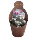 Kaktus (Mammillaria humboldtii) w doniczce ø 10,5 cm