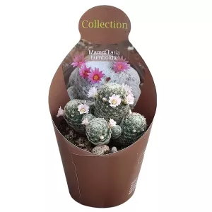Kaktus (Mammillaria humboldtii) w doniczce ø 10,5 cm