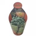 Pleiospilos (Pleiospilos nelii) w doniczce ø 10,5 cm