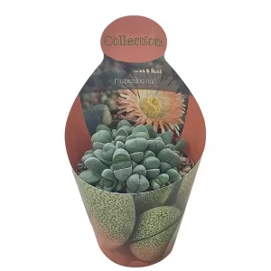 Pleiospilos (Pleiospilos nelii) w doniczce ø 10,5 cm