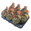 Pleiospilos (Pleiospilos nelii) w doniczce ø 10,5 cm