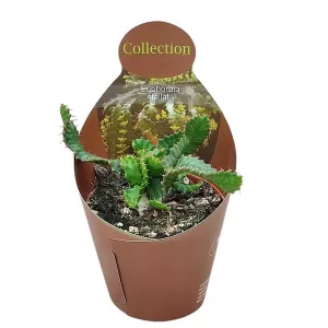 Euphorbia (Euphorbia stellata) w doniczce ø 10,5 cm