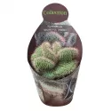 Kaktus (Nyctocereus serpentinus crestato) w doniczce ø 10,5 cm
