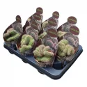 Kaktus (Nyctocereus serpentinus crestato) w doniczce ø 10,5 cm