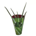 Aloes w doniczce ø 10,5 cm