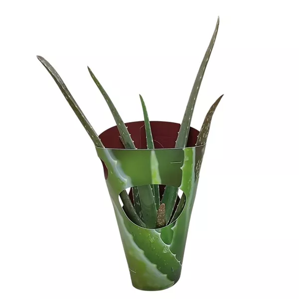 Aloes w doniczce ø 10,5 cm