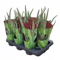 Aloes w doniczce ø 10,5 cm