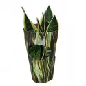 Sansevieria (Sansevieria trifasciata) w doniczce ø 10,5 cm
