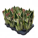 Sansevieria (Sansevieria trifasciata) w doniczce ø 10,5 cm