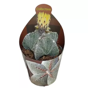 Kaktus (Astrophytum myriostigma) w doniczce ø 6,5 cm