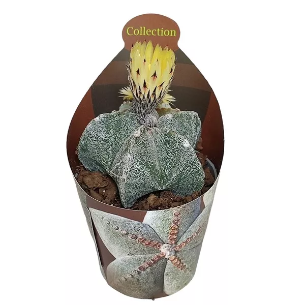 Kaktus (Astrophytum myriostigma) w doniczce ø 6,5 cm