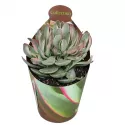 Crassula Money Maker (Crassula) w doniczce ø 6,5 cm