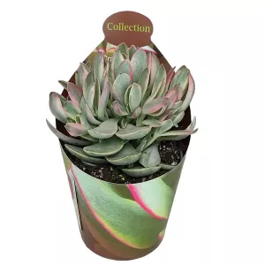 Crassula Money Maker (Crassula) w doniczce ø 6,5 cm