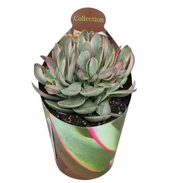 Crassula Money Maker (Crassula) w doniczce ø 6,5 cm