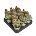 Crassula Money Maker (Crassula) w doniczce ø 6,5 cm