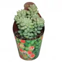 Portulaka (Sedum burritum) w doniczce ø 6,5 cm