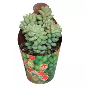 Portulaka (Sedum burritum) w doniczce ø 6,5 cm