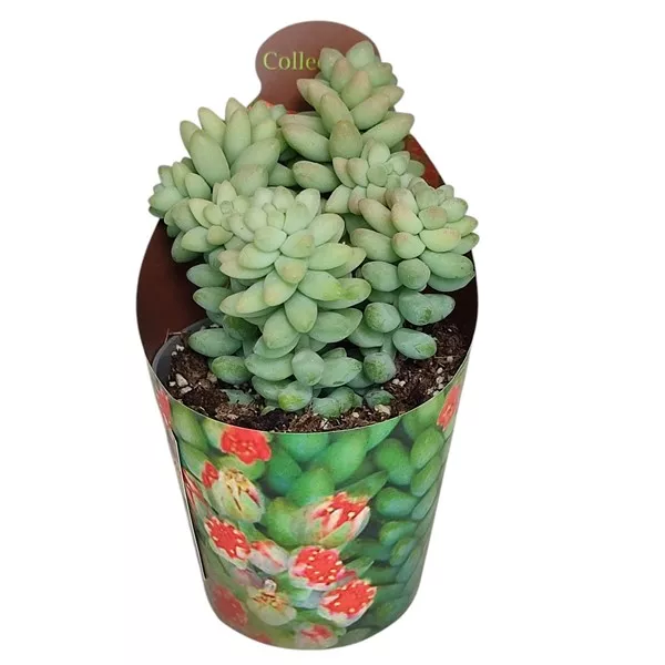 Portulaka (Sedum burritum) w doniczce ø 6,5 cm