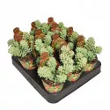 Portulaka (Sedum burritum) w doniczce ø 6,5 cm