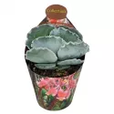 Cotyledon (Cotyledon orbiculata undulatum) w doniczce ø 6,5 cm